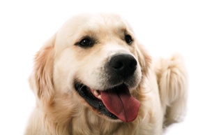 Pet Friendly